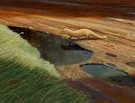 Painting by Curtis Wilson Cost: Hawaiian Teriyaki