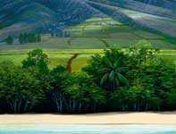 Painting by Curtis Wilson Cost: Mauka To Makai